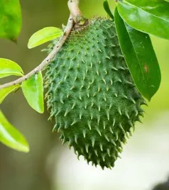 flaszowiec-miekkociernisty-graviola-guanabana-annona-muricata-l-2-nasiona