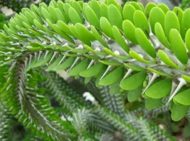 madagascar-ocotillo-alluaudia-procera-4-nasiona