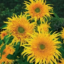 slonecznik-ozdobny-astra-gold-helianthus-annuus-l-1-gram-nasion