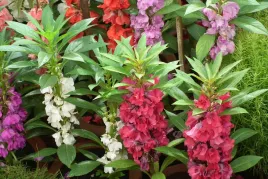 niecierpek-balsamina-kameliowa-karlowa-impatiens-balsamina-mix-kolorow