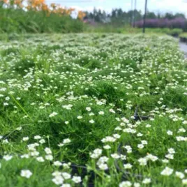 mrozoodporny-karmnik-oscisty-sagina-subulata-kwitnacy-dywan-1000-nasion