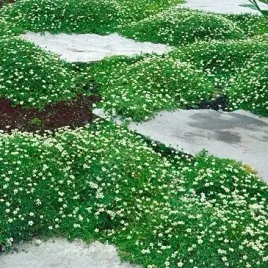 kwitnacy-zielony-dywan-w-ogrodzie-karmnik-oscisty-sagina-subulata-1000-szt