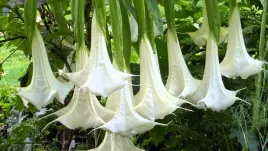 bielun-datura-biala-anielskie-traby-brugmansia-arborea-white-3-nasiona