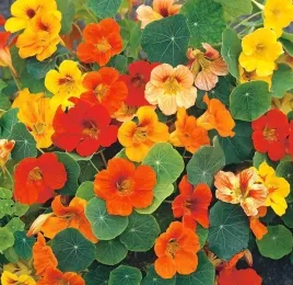 nasturcja-karlowa-tropaeolum-mix-kolorow-50-nasion