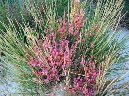 ma-huang-przesl-ephedra-fragilis-wyjatkowe-ziolo-5-nasion