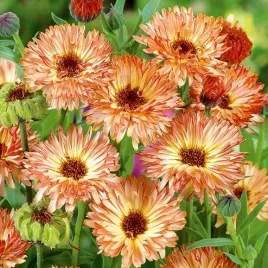 nagietek-lekarski-sunset-buff-100-nasion-calendula-officinalis-do-ogrodu