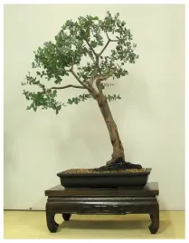 mrozoodporny-eukaliptus-tasmanski-eucalyptus-gunnii-nasiona-na-bonsai
