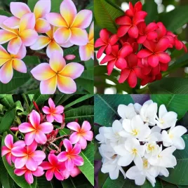 kwiat-lei-plumeria-rubra-frangipani-mix-kolorow-2-nasiona