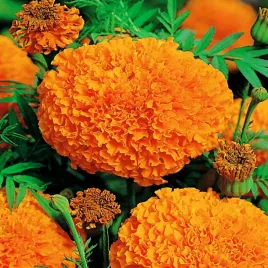 aksamitka-wielkokwiatowa-moonlight-pomaranczowa-tagetes-erecta-nasiona
