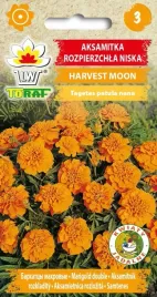aksamitka-rozp-harvest-moon-pomaranczowa-tagetes-patula-fl-pl-1-g-nasion