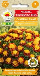 aksamitka-tagetes-champion-flame-t-patula-nana-fl-pl-05-g-nasion