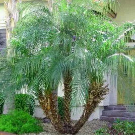 daktylowiec-niski-phoenix-roebelenii-5-nasion