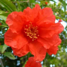 granatowiec-wlasciwy-jadalne-owoce-punica-granatum-20-nasion