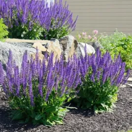 szalwia-lekarska-salvia-officinalis-70-nasion-ziolo-do-ogrodu-i-domu