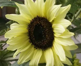 slonecznik-ozdobny-ogorkolistny-vanilla-ice-helianthus-debilis-1000-g