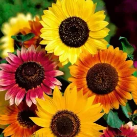 slonecznik-ozdobny-kwiatowy-helianthus-annuus-mix-kolorow-100-gram-nasion