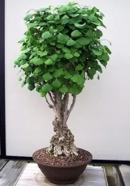 milorzab-chinski-na-bonsai-ginkgo-biloba-3-nasiona-do-domu-i-ogrodu
