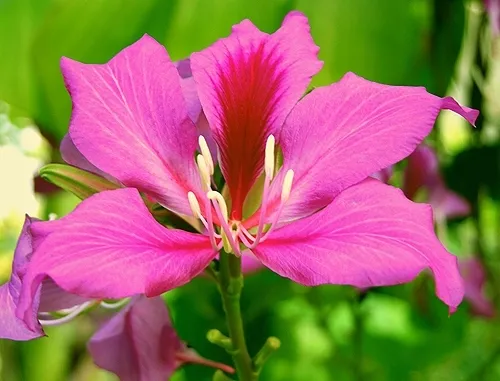 storczykowiec-purpurowy-bauhinia-purpurea-3-nasi-styl-ogrod-japonski-ogrod-nowoczesny-ogrod-skalny-ogrod-srodziemnomorski-ogrod-wiejski