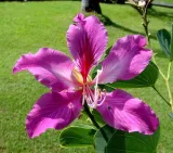 storczykowiec-purpurowy-bauhinia-purpurea-3-nasi-styl-ogrod-japonski-ogrod-nowoczesny-ogrod-skalny-ogrod-srodziemnomorski-ogrod-wiejski