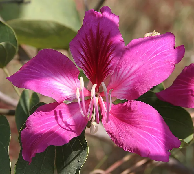 storczykowiec-purpurowy-bauhinia-purpurea-3-nasi-cykl-rozwojowy-rosliny-wieloletnia