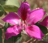 storczykowiec-purpurowy-bauhinia-purpurea-3-nasi-cykl-rozwojowy-rosliny-wieloletnia
