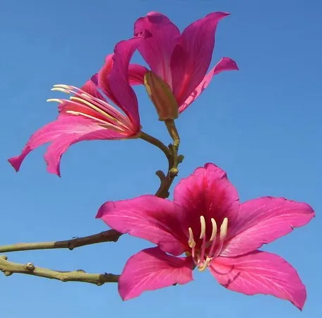 storczykowiec-purpurowy-bauhinia-purpurea-3-nasi-rodzaj-rosliny-inny