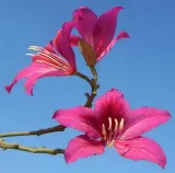 storczykowiec-purpurowy-bauhinia-purpurea-3-nasi-rodzaj-rosliny-inny