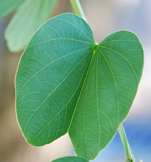storczykowiec-purpurowy-bauhinia-purpurea-3-nasi-odmiana-storczykowiec-purpurowy-bauhinia-purpurea