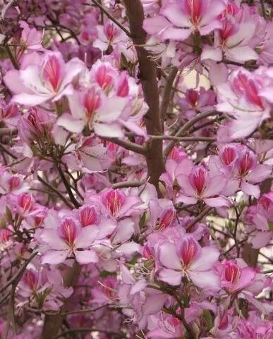 storczykowiec-purpurowy-bauhinia-purpurea-3-nasi-marka-dobrenasiona-pl