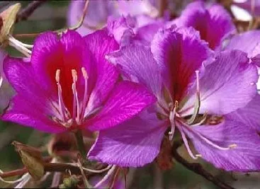 storczykowiec-purpurowy-bauhinia-purpurea-3-nasi-cechy-charakterystyczne-lubiace-slonce-oczyszczajace-powietrze-proste-w-pielegnacji-przyjazne-dla-zwierzat-rzadko-spotykane