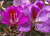 storczykowiec-purpurowy-bauhinia-purpurea-3-nasi-cechy-charakterystyczne-lubiace-slonce-oczyszczajace-powietrze-proste-w-pielegnacji-przyjazne-dla-zwierzat-rzadko-spotykane