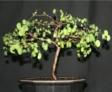 storczykowiec-purpurowy-bauhinia-purpurea-3-nasi-nazwa-lacinska-inna