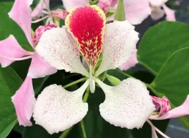 storczykowiec-rozowy-bauhinia-monandra-1-nasiono