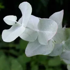 mrozoodporny-eukaliptus-popielaty-do-12-c-eucalyptus-cinerea-10-nasion