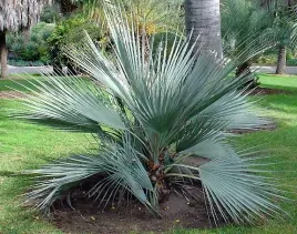 mazari-palm-srebrna-nannorrhops-ritchieana-mazari
