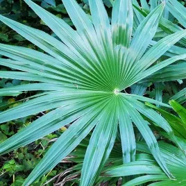 mrozoodporny-trachycarpus-latisectus-do-20-c-szorstkowiec-latisectus