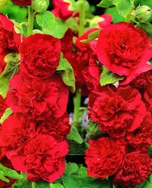 malwa-ogrodowa-pelna-czerwona-althaea-rosea-fl-pl-nasiona-50-sztuk