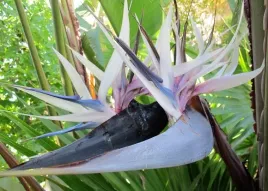 strelicja-biala-strelitzia-nicolai-3-nasiona