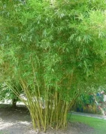 bambus-olbrzymi-trzcinowy-do-domu-bambusa-arundinacea-nasiona-5-sztuk