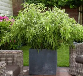 bambus-mrozoodporny-w-doniczce-na-tarasie-i-balkonie-do-20-c-nasiona