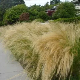 trawa-ozdobna-ostnica-mocna-pony-tails-stipa-tenuissima-100-nasion