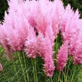 trawa-pampasowa-rozowa-xxl-do-25-m-pioropuszami-wieloletnia-nasiona
