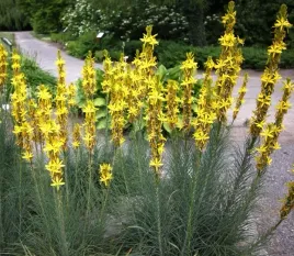 zlotnica-zolta-asphodeline-lutea-5-nasion