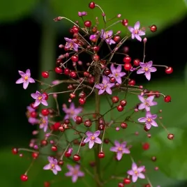 porwinek-wiechowaty-talinum-paniculatum-do-ogrodu-i-na-taras-200-nasion