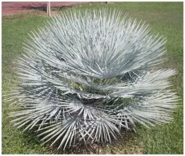 palma-mrozoodporna-karlatka-niebieska-chamaerops-humilis-var-cerifera