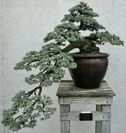 na-bonsai-cedr-atlaski-3-nasiona-cedrus-atlantica-do-domu-i-ogrodu