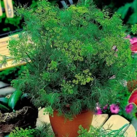 koper-ogrodowy-krezus-700-nasion-anethum-graveolens-nasiona-kopru-warzyw