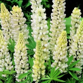 lubin-trwaly-bialy-lupinus-polyphyllus-russel-40-n