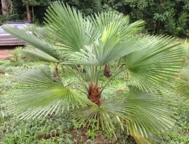 palma-mrozoodporna-trachycarpus-fortunei-x-trachycarpus-princeps-1-nasion