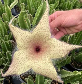 gwiazda-szeryfa-stapelia-gigantea-5-nasion